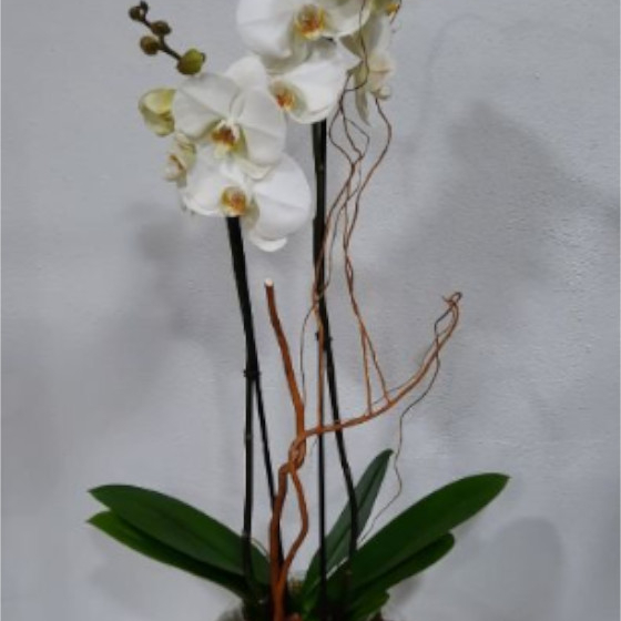 Orquídea Blanca en Pecera